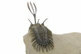 Spiny Trident Walliserops Trilobite - Foum Zguid, Morocco #353101-5